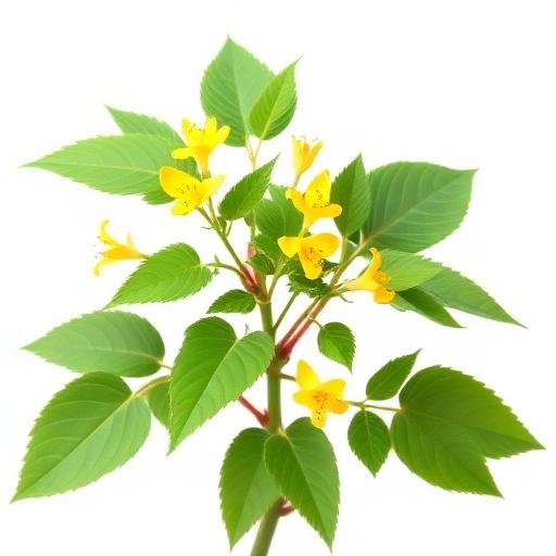 Horny Goat Weed